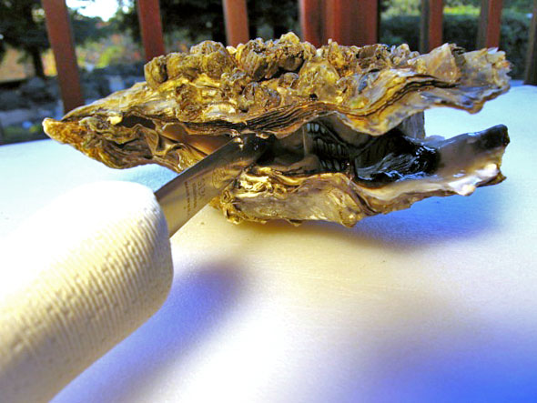 oystershucked.jpg